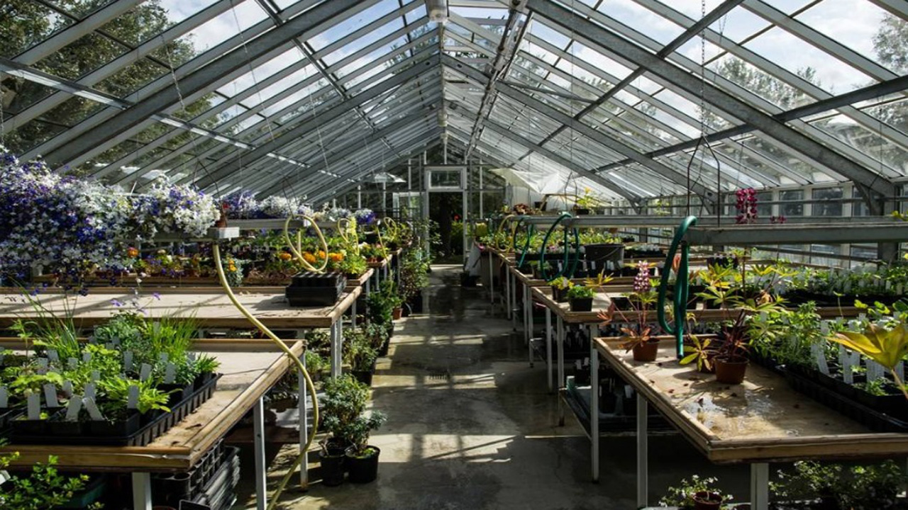 温室花卉培植,掌握正确的种植方法,做个快乐的养花人