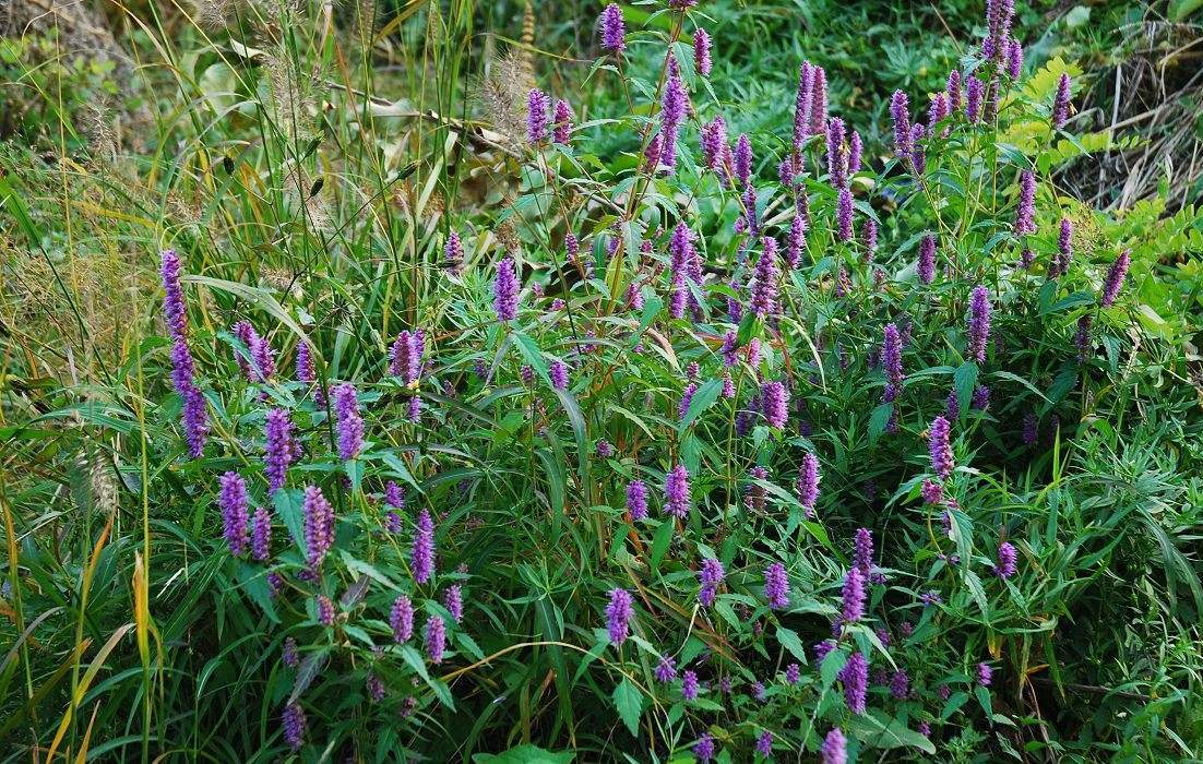 有五香菜之称的香薷,具有化湿和中的功效,他的种植技术是这些!