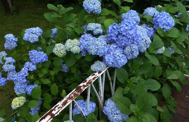 遇见1米8绣球花"树"