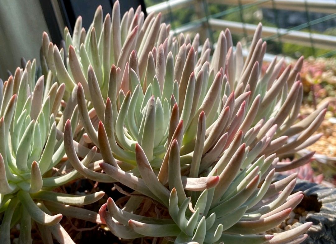 多肉仙女杯,为什么叫"仙女"?为什么贵?品种有哪些?如何养?