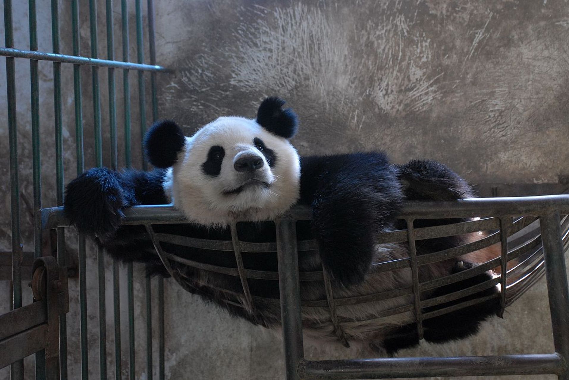 还记得那只有两个"丸子头"的大熊猫"小丫"吗?