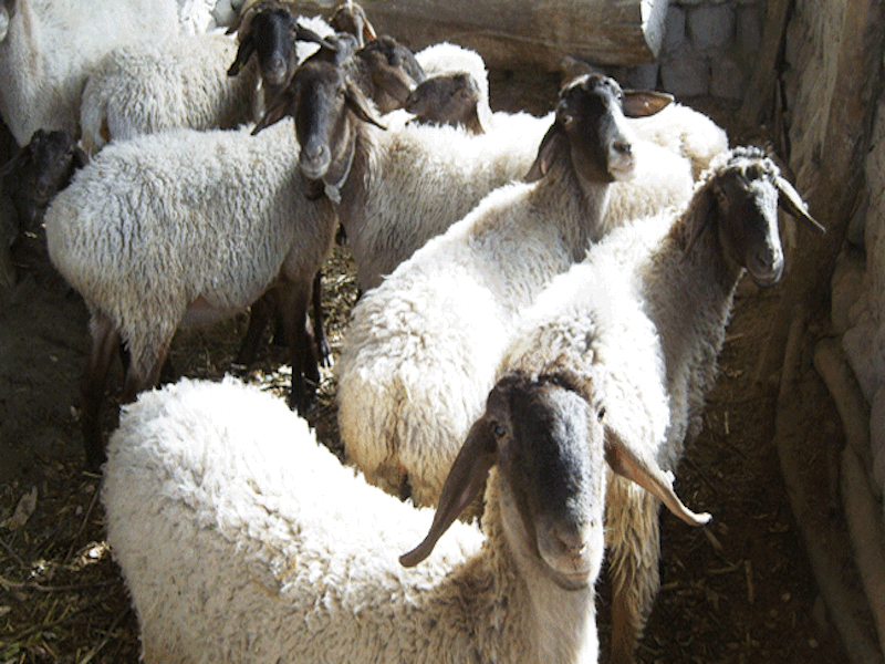 麦盖提羊的春季放牧管理难?这些养护方法来帮助你,快来看看