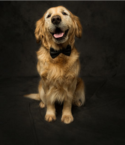 犬(英语:golden retriever)是比较现代并很流行的狗的品种,是单猎犬