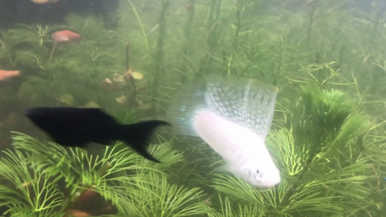 高鳍白玛丽鱼求爱的时候鱼鳍高高竖起简直太酷了鱼中的白马王子