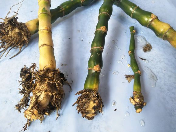 技术贴!佛肚竹枝条这样种,生根发芽快,成活率杠杠滴,还好操作