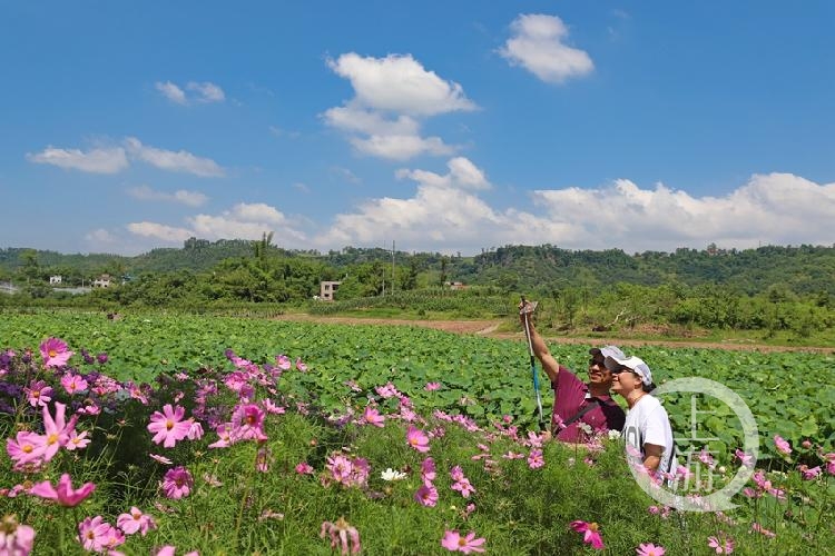 又到永川赏荷时 十里青翠荷香来