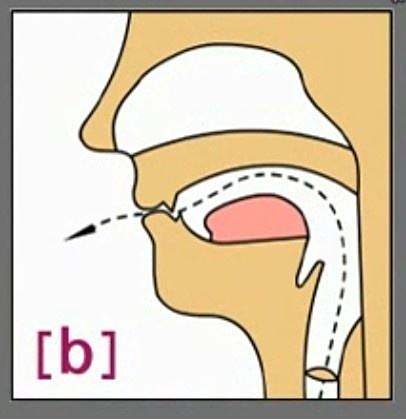 英语音标发音,辅音(p,b,t,d)