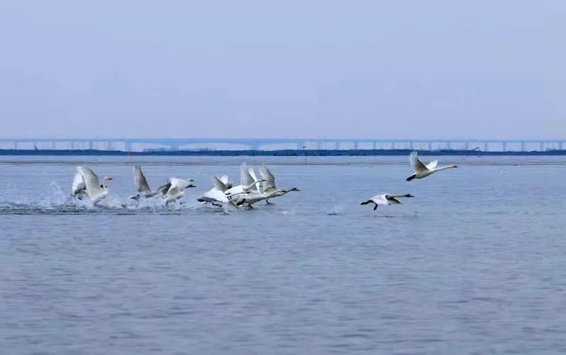 溧水石臼湖变成"天鹅湖"成千上万只天鹅迁徙在此,翩跹