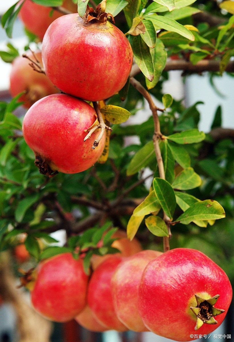 石榴虽好,但也不是多多益善