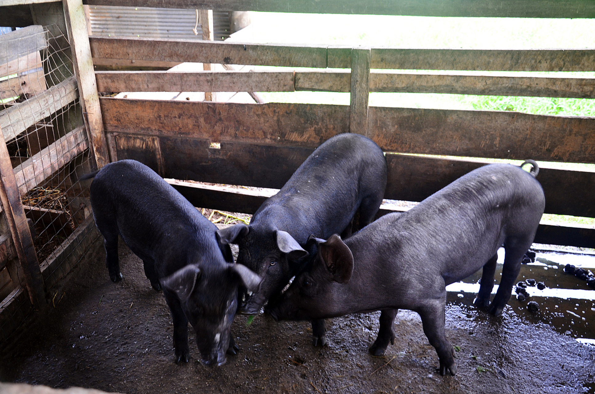 环江香猪属中国珍稀猪种,皮黑较软.幼猪不到20斤就可卖出.