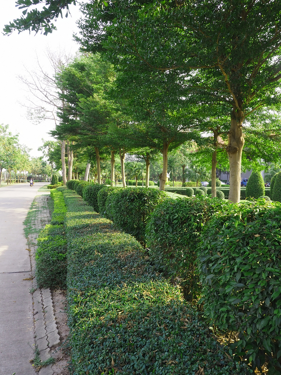 道路绿化植物名称图片图片