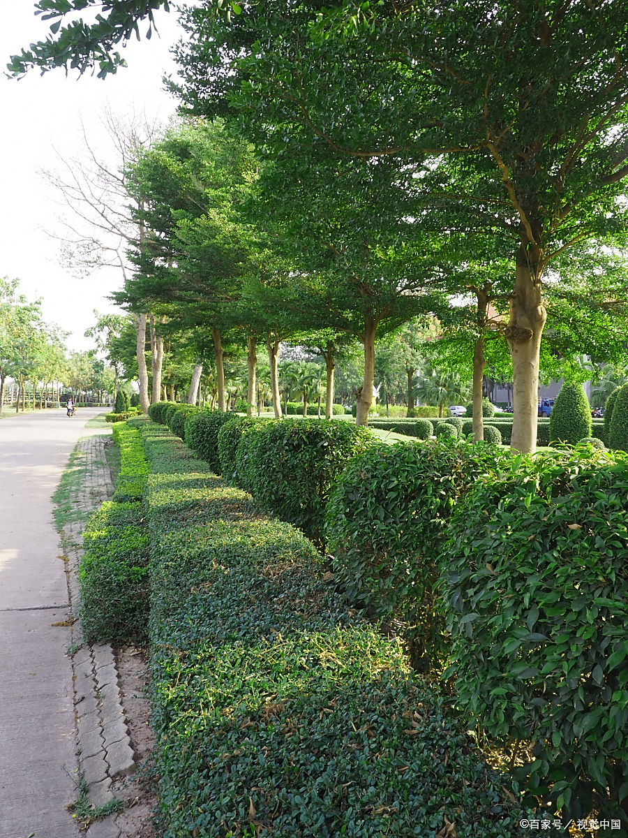 道路绿化植物有哪些
