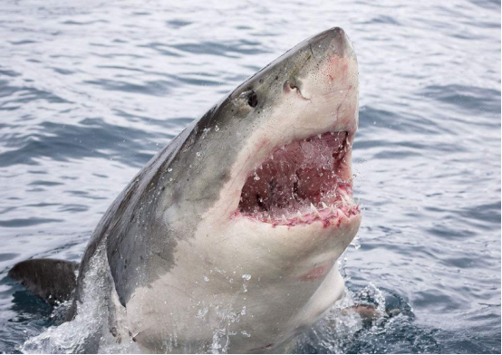 鲨鱼是阿尔法捕食者