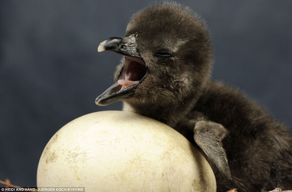 提高鹅蛋孵化率,这些技巧少不了,养鹅户值得一看
