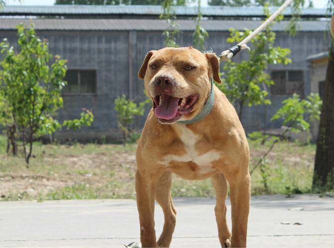 比特犬打得过花豹吗?