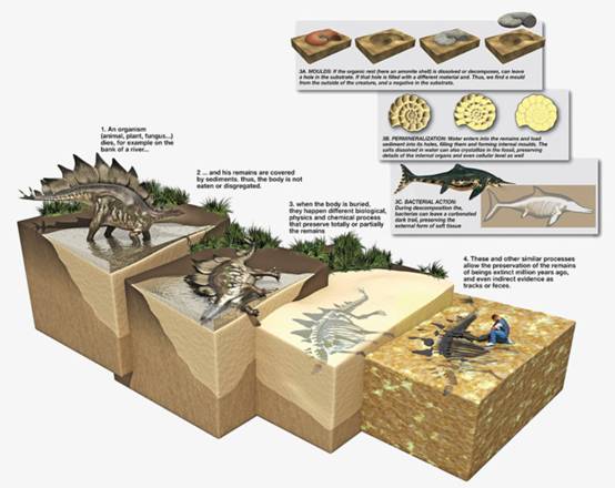 化石形成图解图片