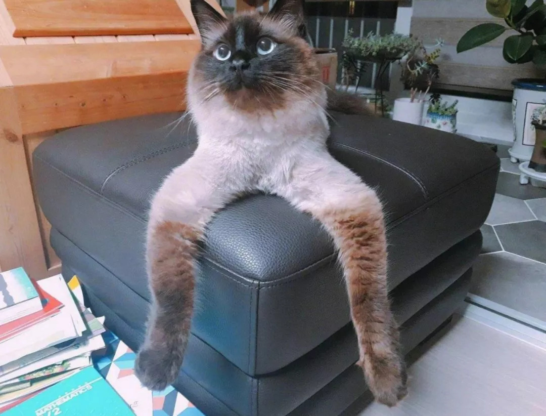 民间神人做出来的沙雕猫摆件,真的好笑!你们都这么闲的吗?