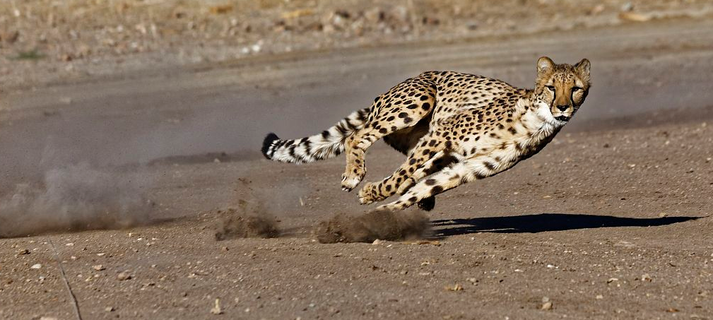 科学家为猎豹和现代科技设置跑道,了解下什么叫"速度"!