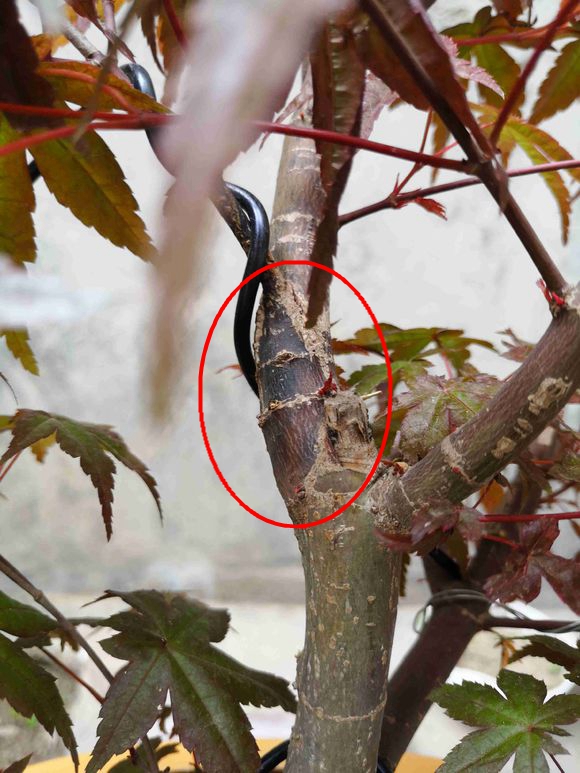 为什么红枫老喜欢黑杆呢?红枫黑杆怎么抢救,才能不让植株枯死?