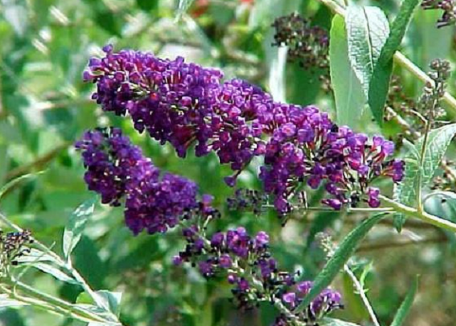 这植物名叫"醉鱼草"开的花飘香四溢,过去农民常常用来抓鱼