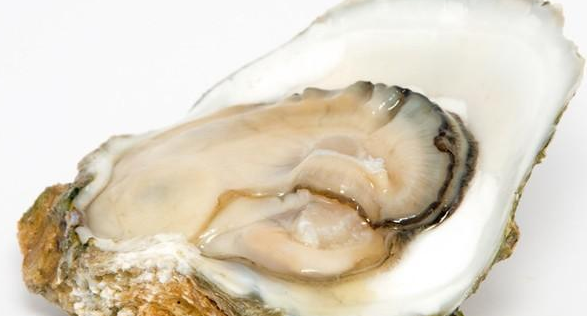 长牡蛎是沿海主要品种之一,长牡蛎几种养殖方法的介绍