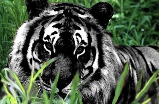 全世界唯一一只黑色老虎,受到无数游客追捧,网友:是挖过煤吗?