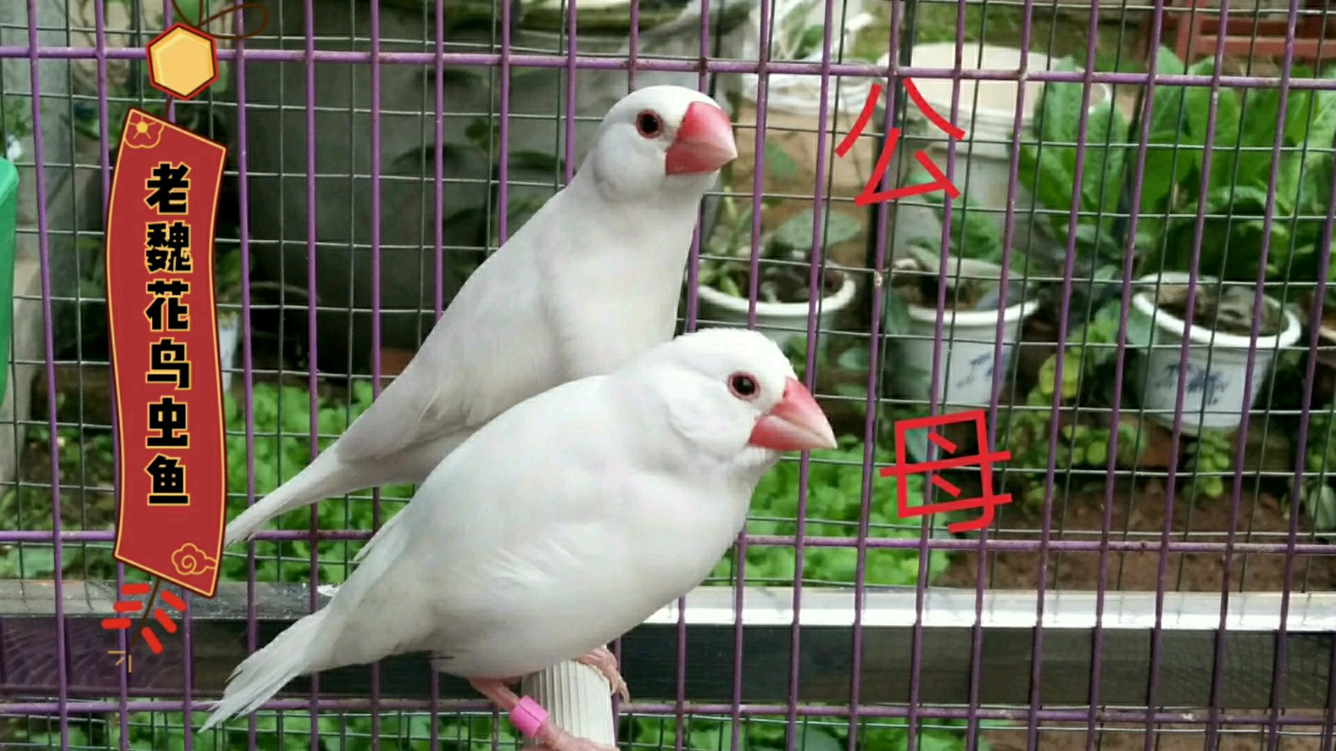 老魏教你来养鸟(六):文鸟难区分公母?可通过几个方面综合判断