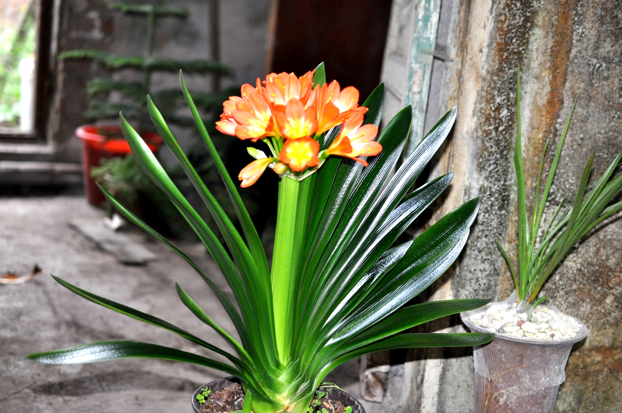 君子兰长得慢,一年也见不到2片新叶,用个技巧长得飞快,亮又大