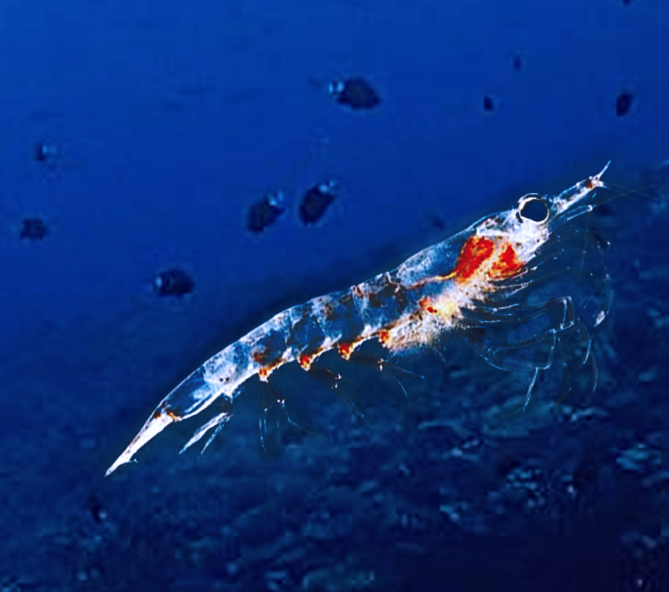 丰富的食品库——南极磷虾