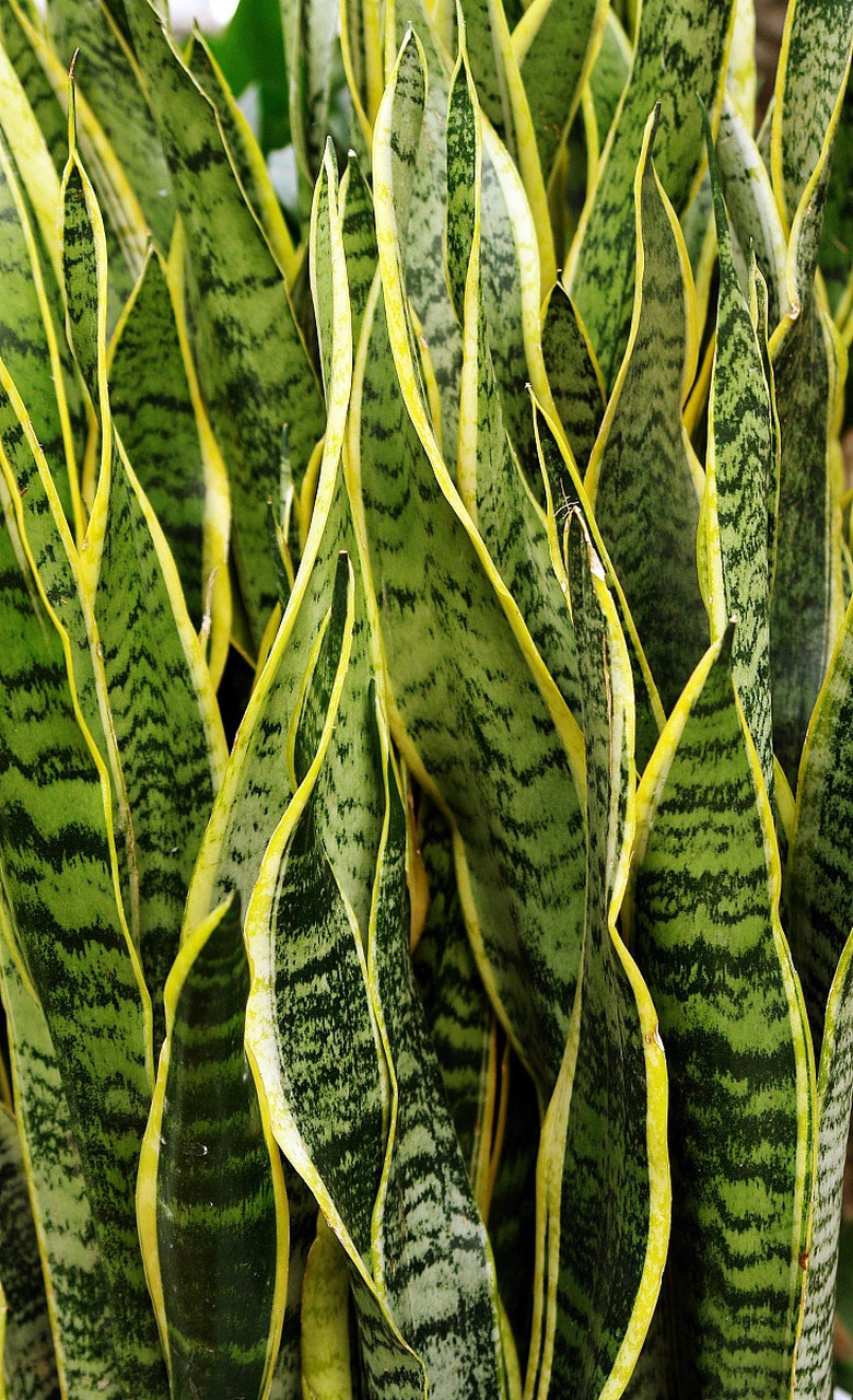 有很多,特别适合家居养  [666]好处1:观赏价值高,花纹好像老虎的尾巴