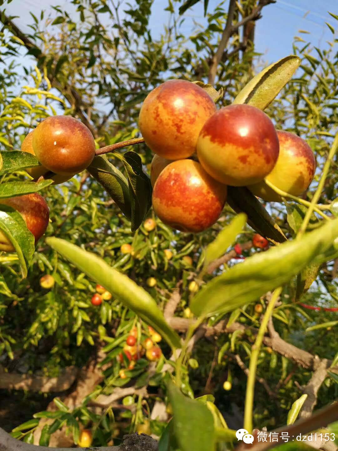 富硒冬枣的功效与作用