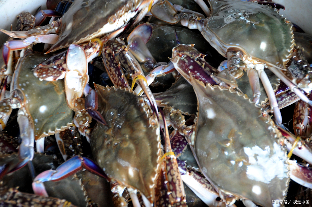 梭子蟹产 - 优质问答专区