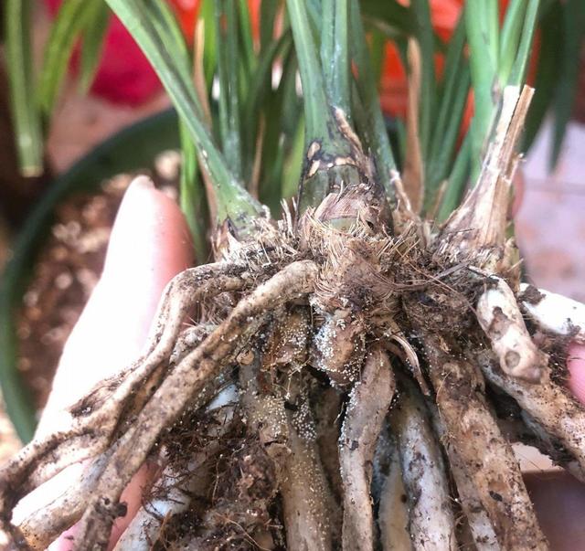 虎皮兰水浇多了,第二天就烂根,扒开花土剪一剪,还能救回来