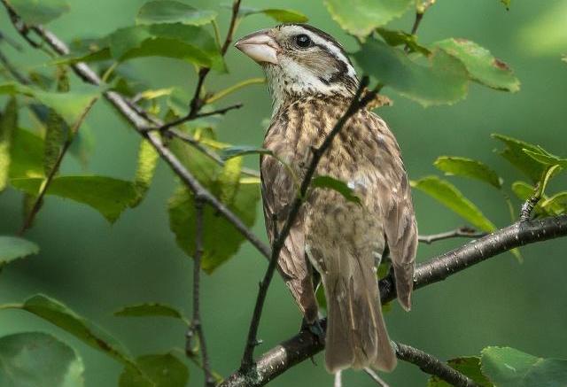成鸟眼先,嘴基和颌部极小的区域内为黑色;头顶,颊部为棕色,从头顶到脑