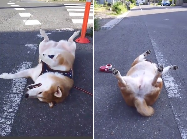 柴犬不回家竟四脚朝天倒地不起,网友笑称:故障了吗?