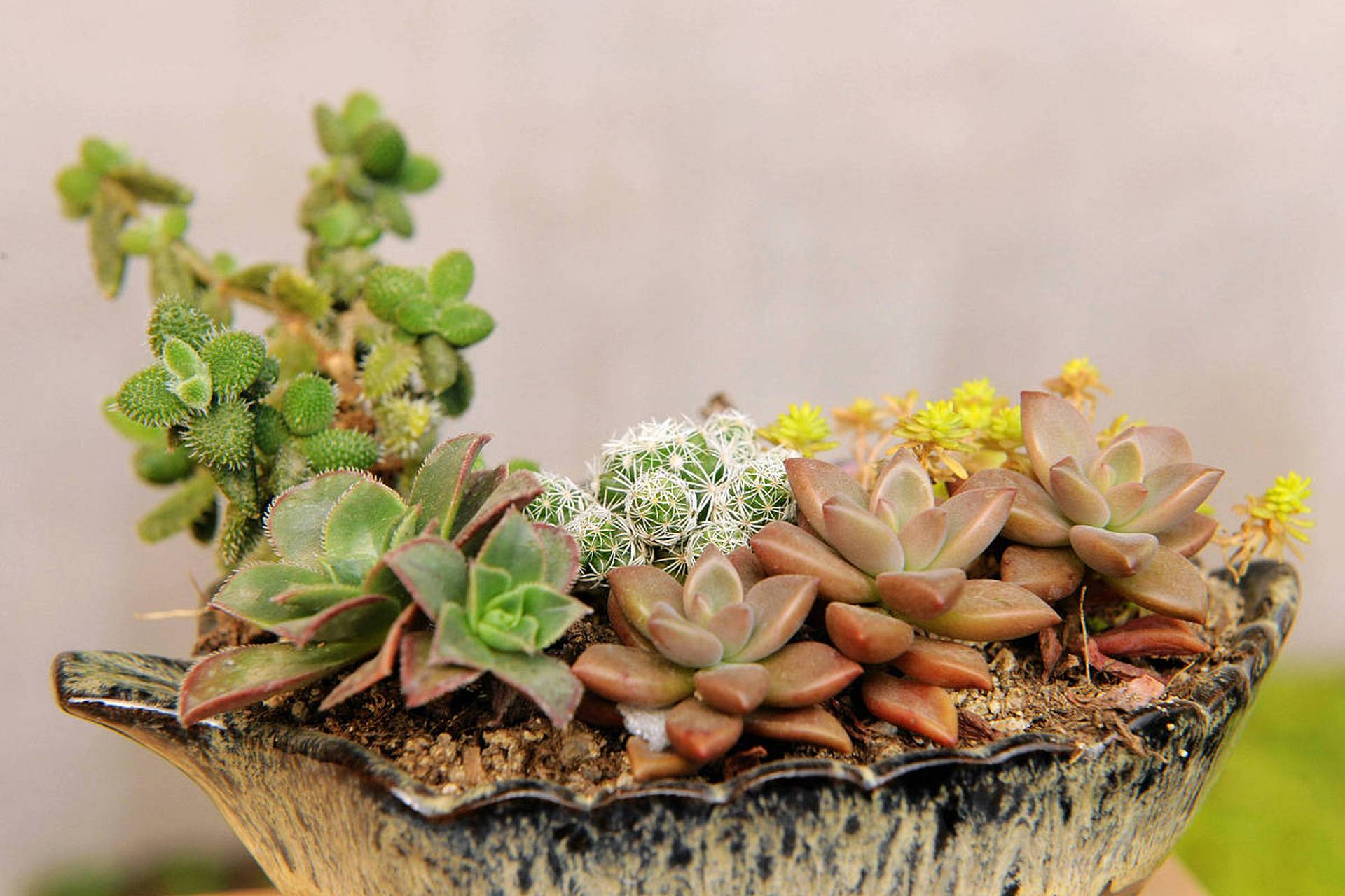 多肉植物老桩断裂后,正确的扦插方法对其生长至关重要.