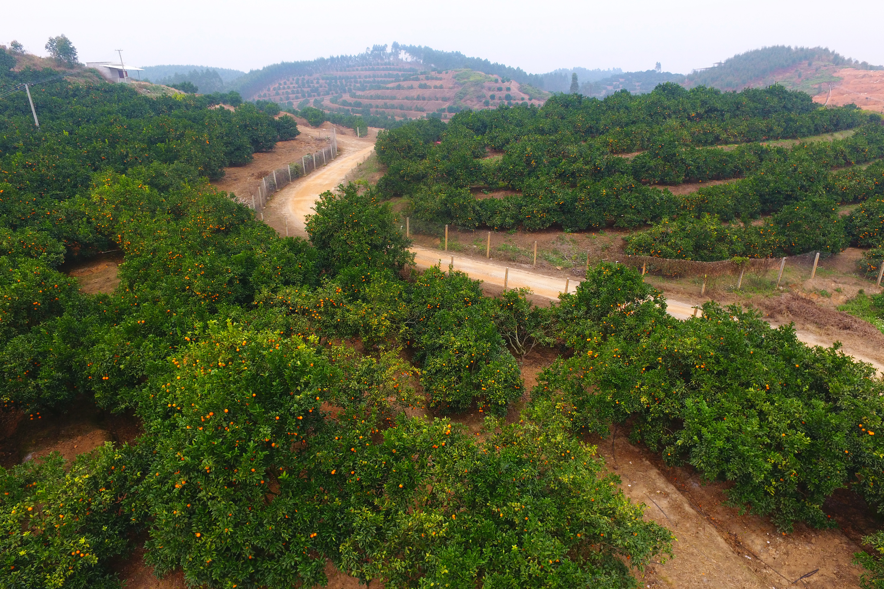 (图文互动)(2)又现"红橙滚滚"——广东廉江科技攻关让果农增收