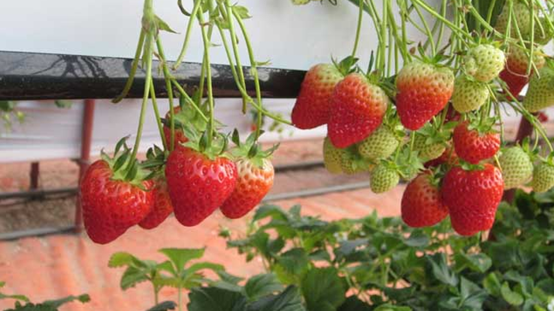 农村创业好项目立体无土栽培草莓,产量高节省地面积