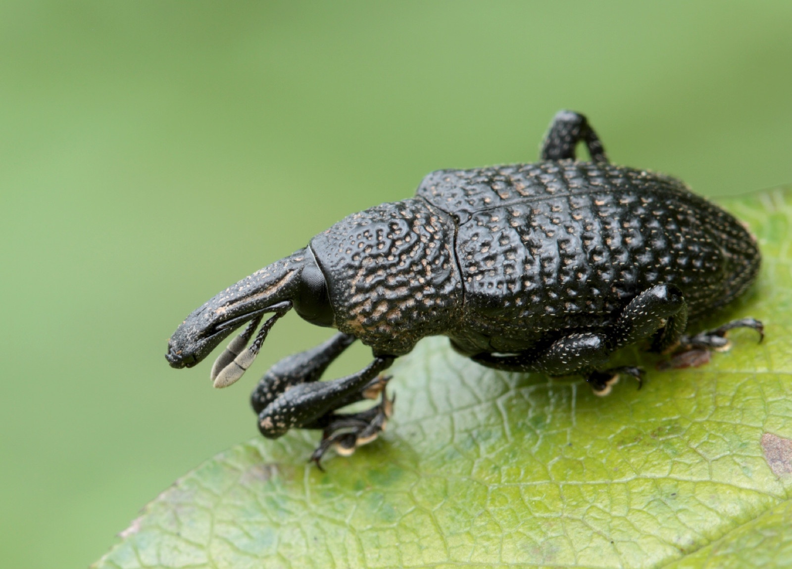 科普一下,了解松瘤象的请举手