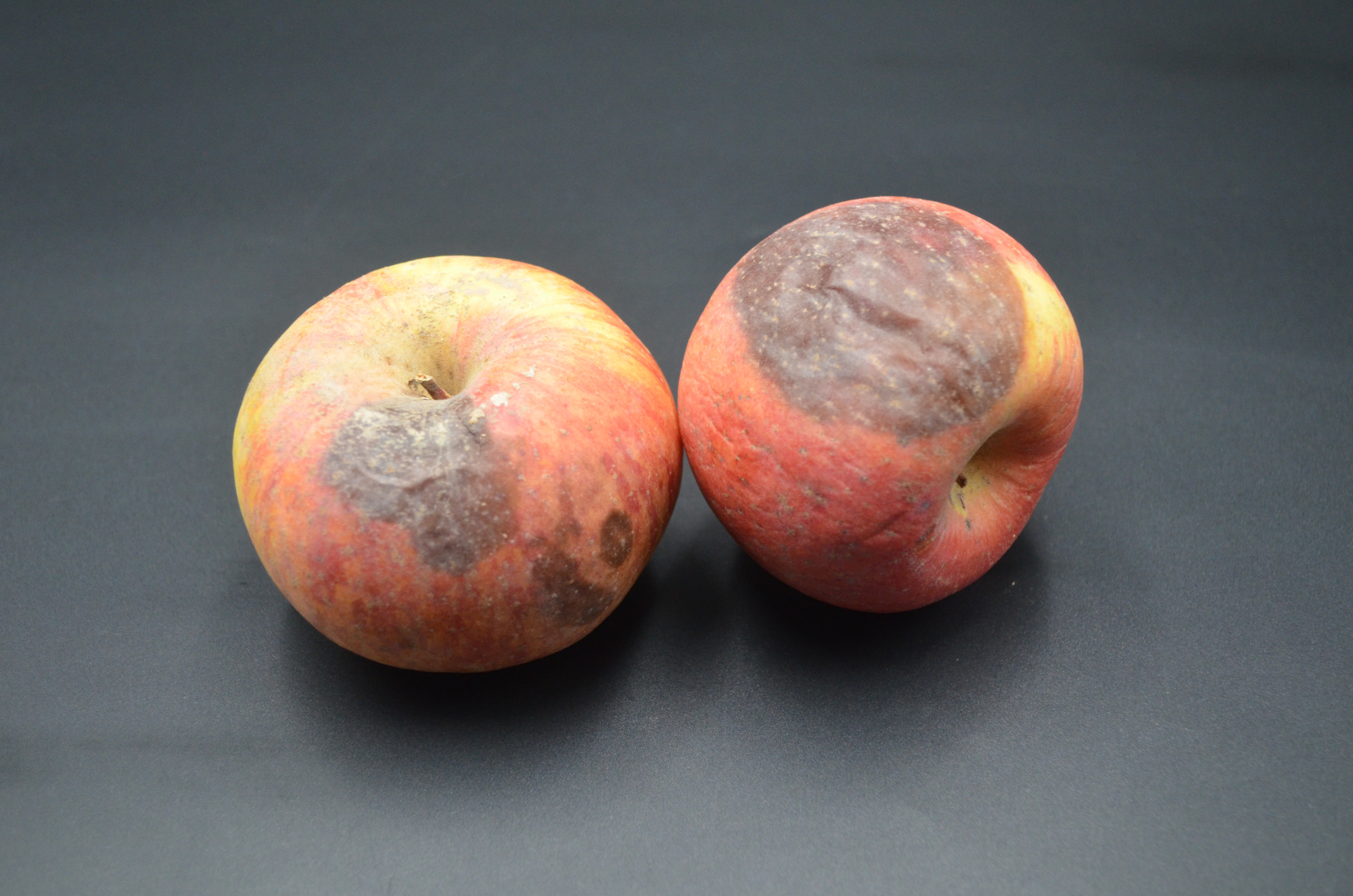 苹果烂了一小块,削掉以后,剩下部分能不能吃?好多人还不清楚