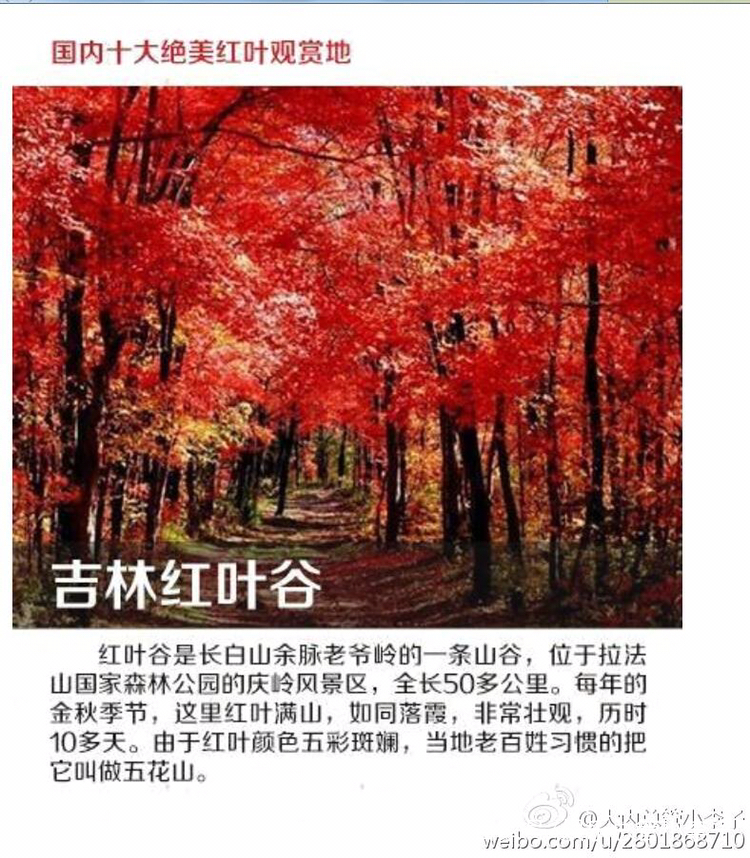 SJM综艺《GUEST HOUSE》中国真的没有红叶吗? SJM综艺《GUEST HOUSE》中国真的没有红叶吗?