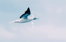 邂逅这里,与西伯利亚的海鸥来一场约会
