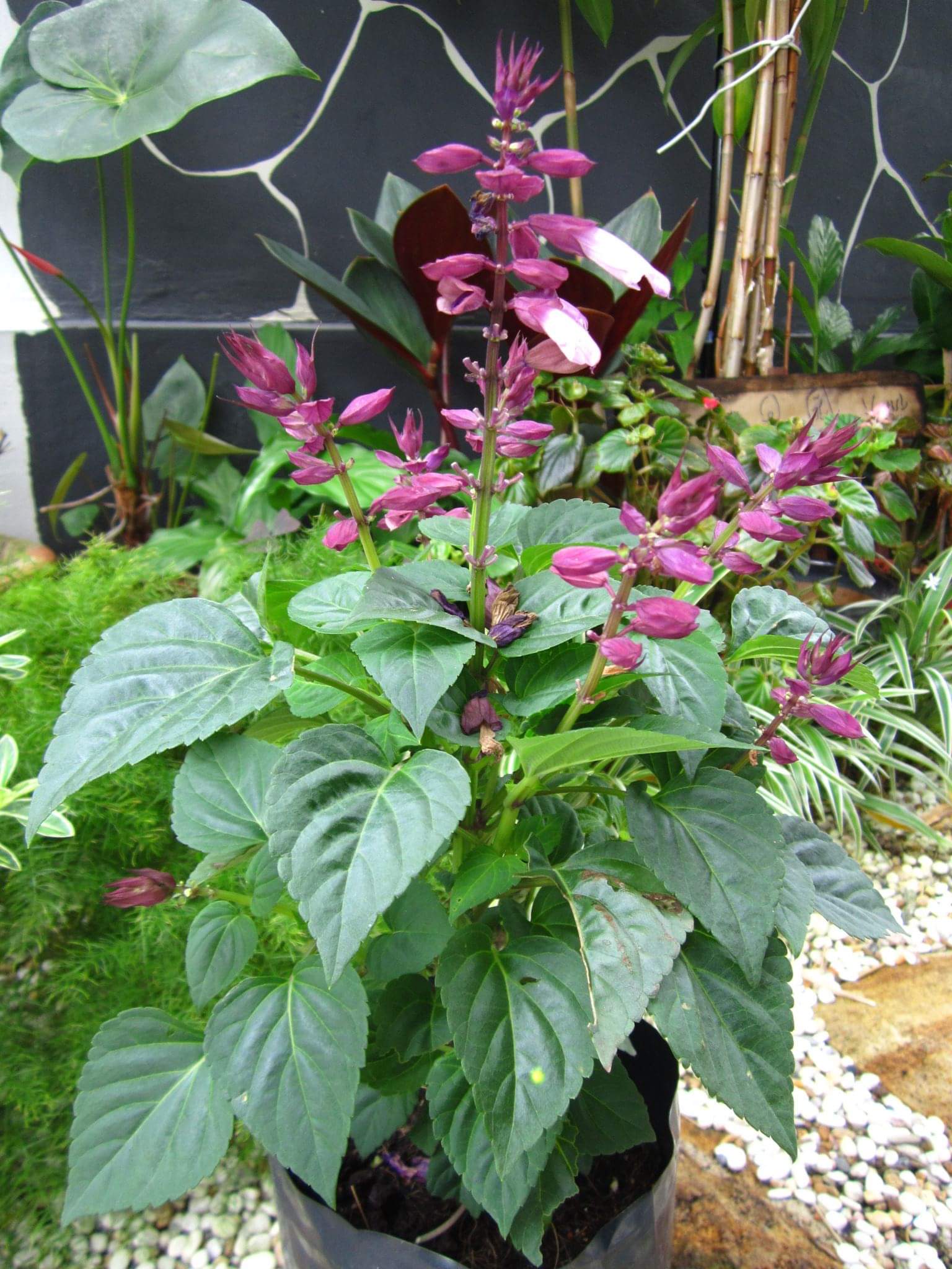 一串红也挺好看的! 转载自百家号作者:遵纪守法sky668