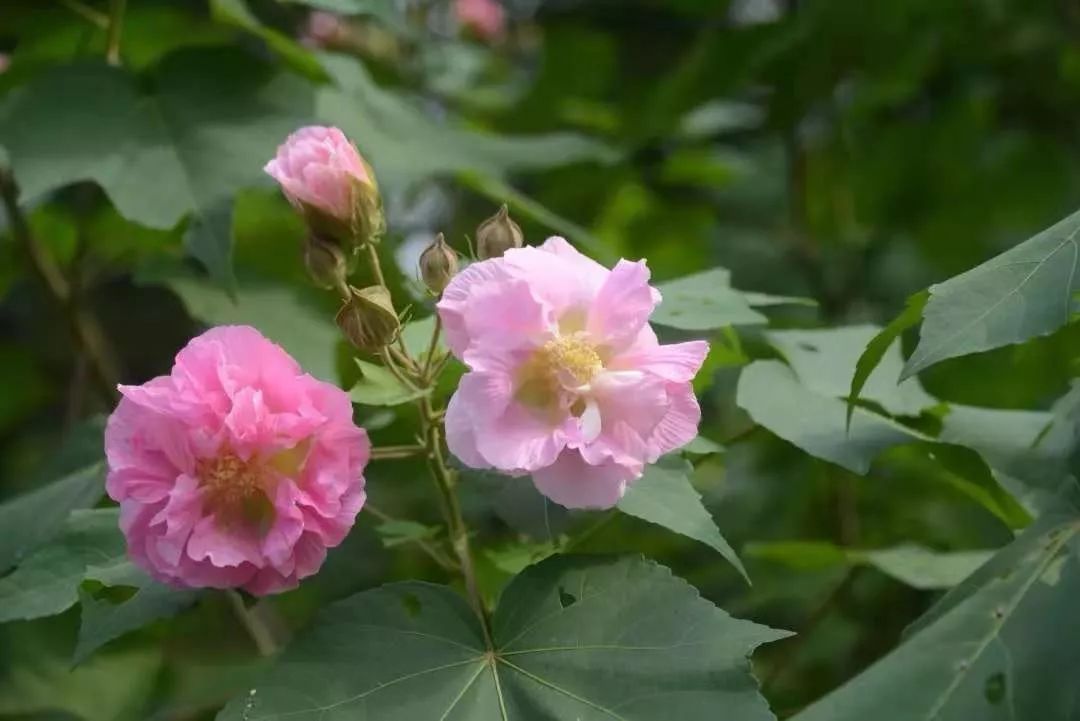 秋木花的花语图片