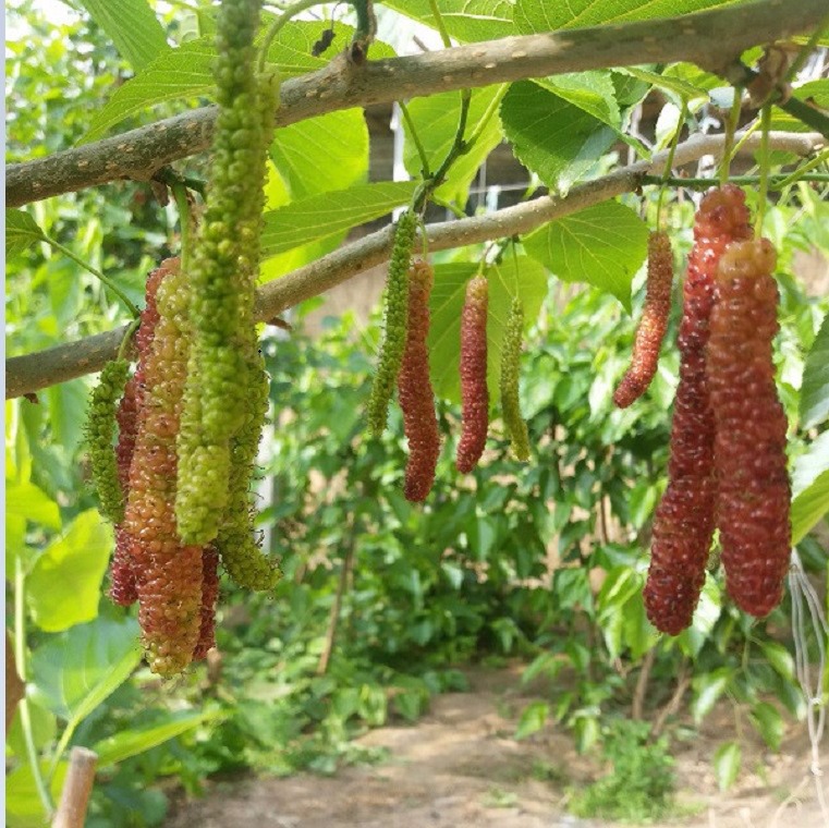 黑珍珠果桑叶片较大,结果量大,鲜食外,也可