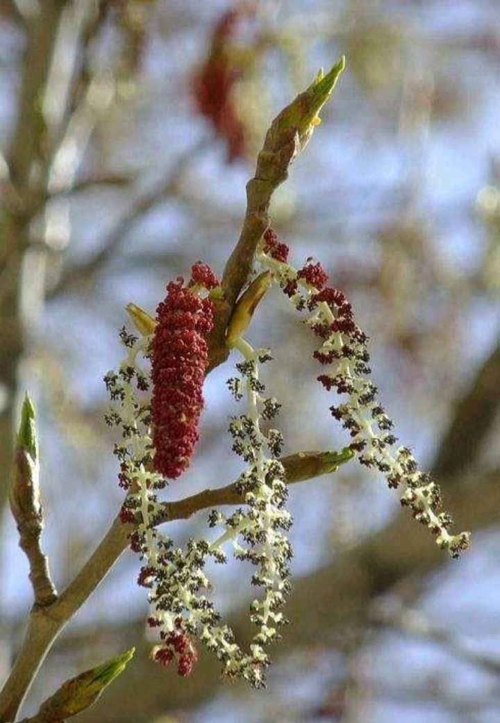 杨树雌花图片图片