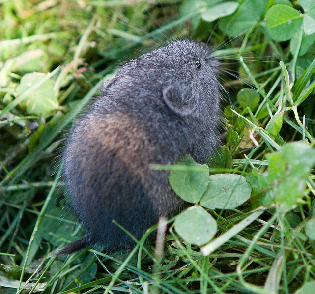 林旅鼠你真的了解吗?林旅鼠知识科普