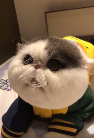超级圆脸猫就像一坨棉花糖,还跟女主人发脾气!