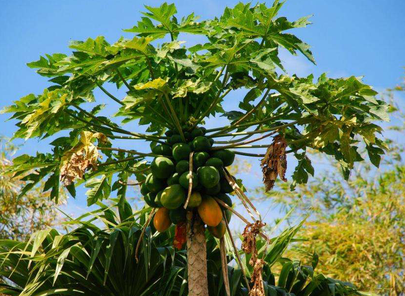 面包树能长面包吗?真是稀奇事,好想在家养一棵!