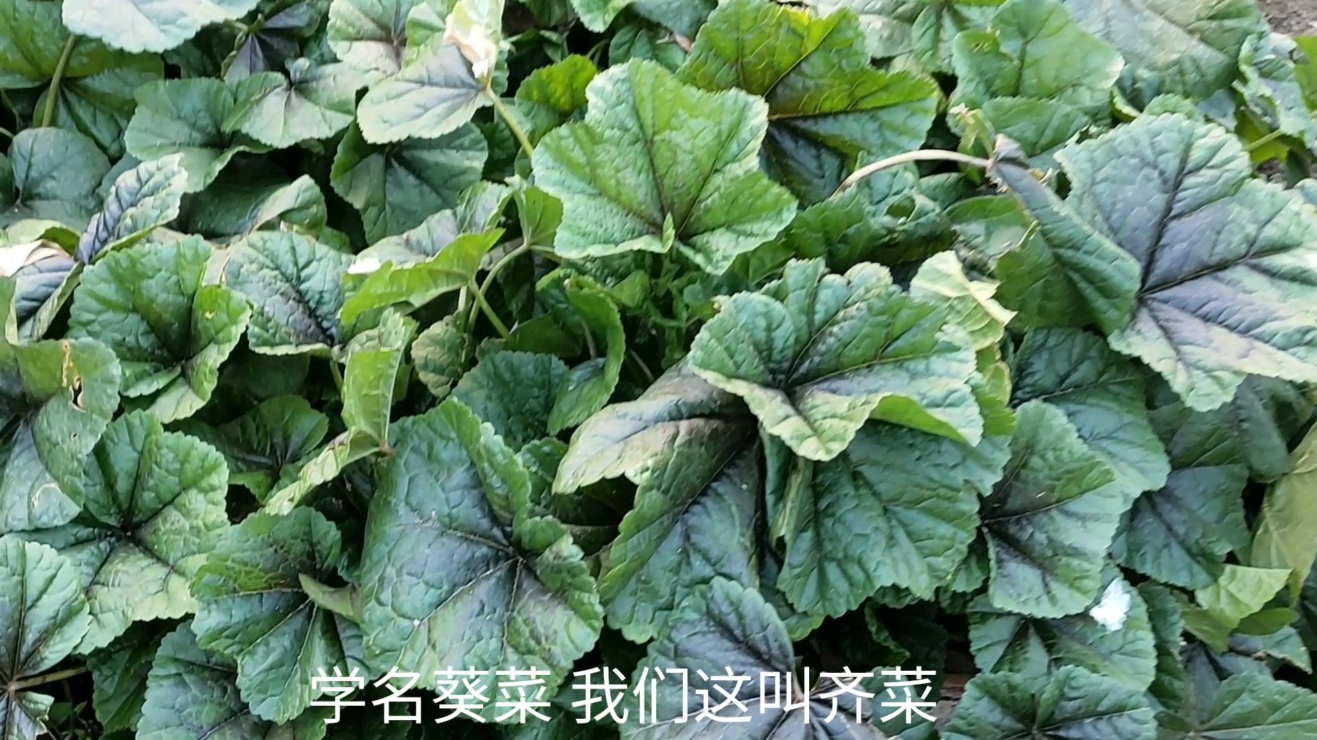 冬寒菜,我们这样煮,放某样佐料,煮出来滑滑的,绿绿的